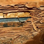 Carpenter Ant Damage