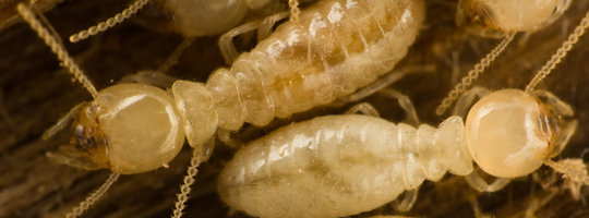 Termite Control